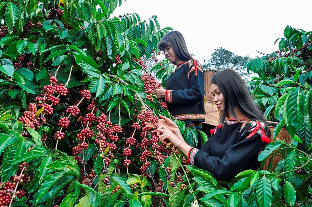 Cà phê nguyên hạt