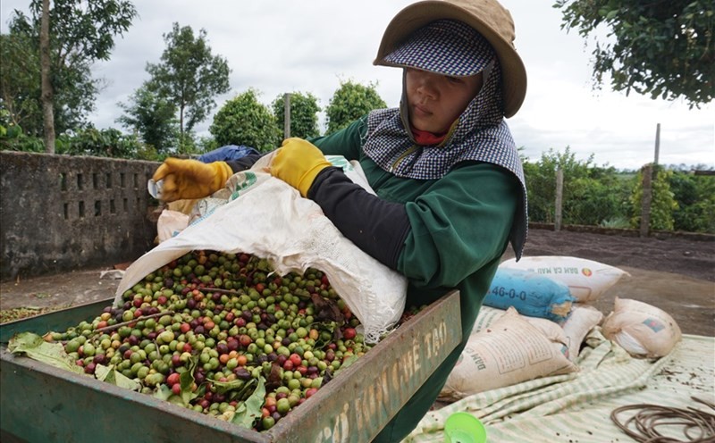 Cà phê Đắk Lắk